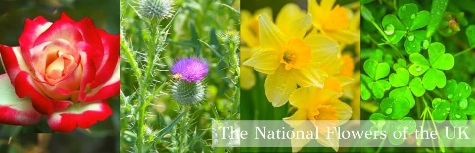 The National Flowers of the UK